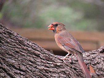 Northern Cardinal Perched on Tree Branch