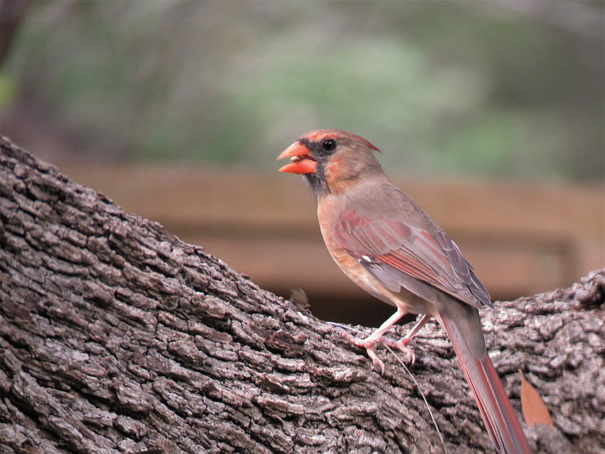 Northern Cardinal Perched on Tree Branch