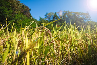 Golden rice stalks in a field under a bright blue sky