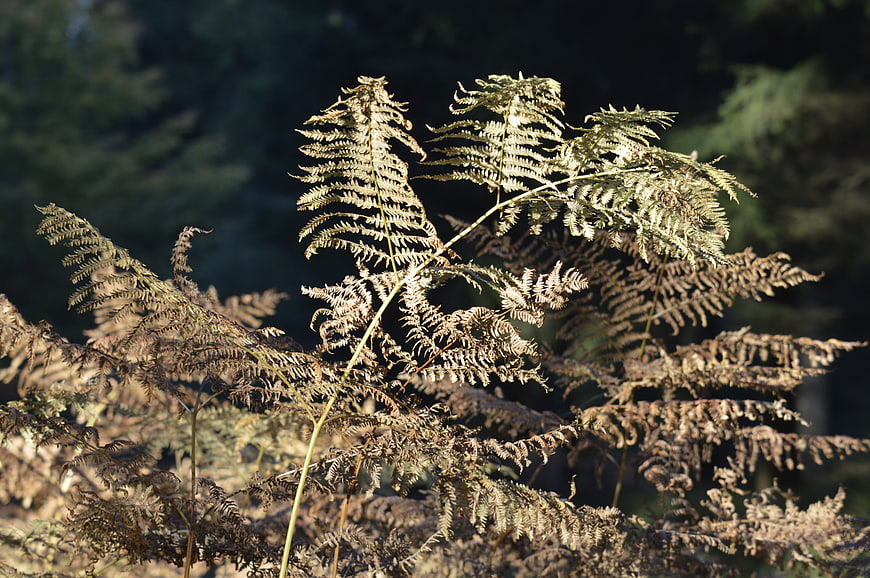 Dried brown fern fronds in autumn forest sunlight
