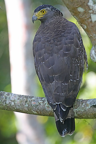 Crested Serpent Eagle perched on a tree branch