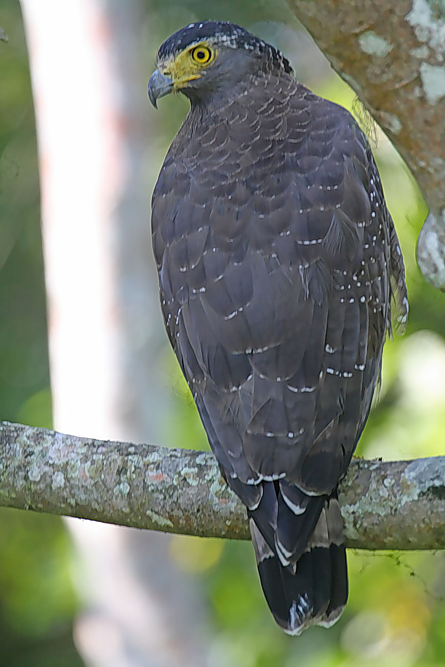 Crested Serpent Eagle perched on a tree branch