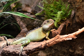 Green Asian Water Dragon Lizard on a Branch