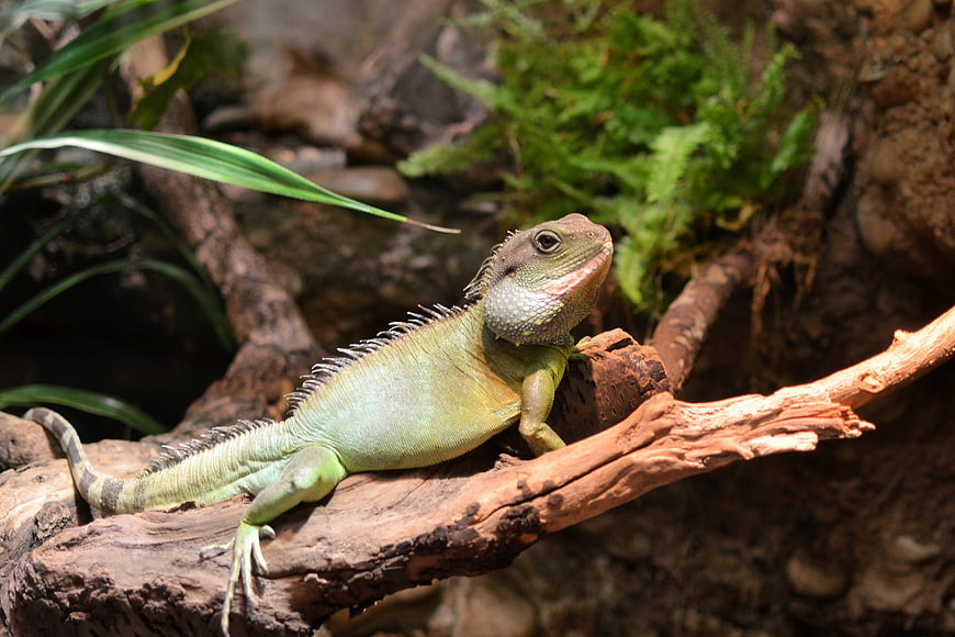 Green Asian Water Dragon Lizard on a Branch