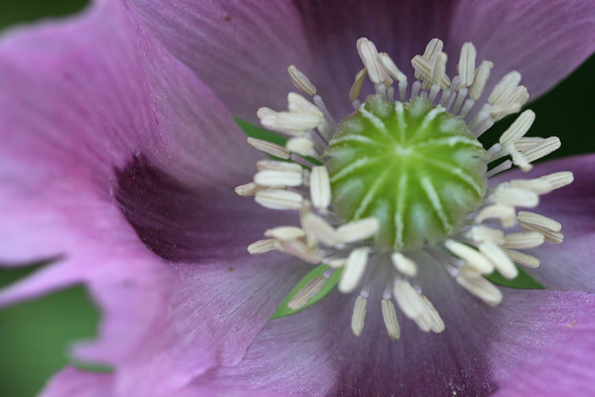Macro Close-Up of Purple Anemone Flower Center