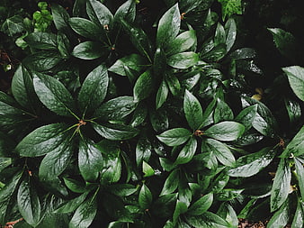 Top View of Wet Green Hellebore Leaves in Garden