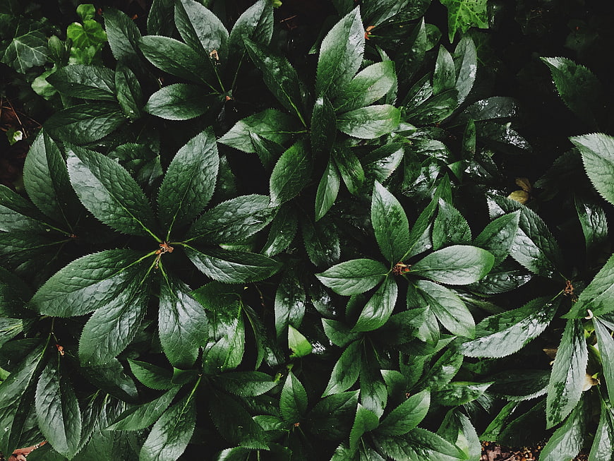 Top View of Wet Green Hellebore Leaves in Garden
