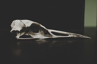 White bird skull on dark background