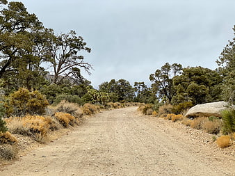 Dirt Road Winding Through Desert Landscape with Trees