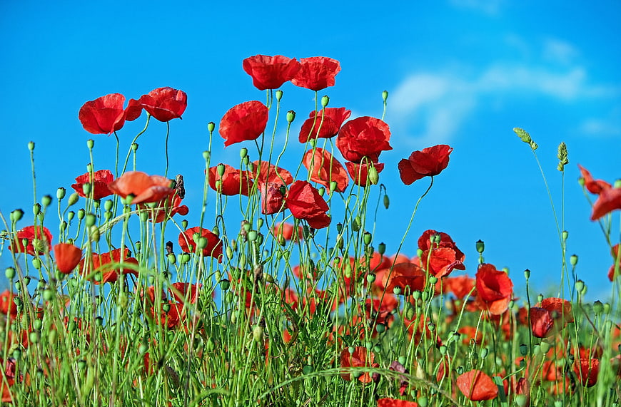Vibrant red poppies blooming against a bright blue sky