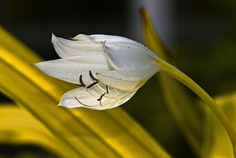 White Lily Flower Close Up With Yellow Leaves