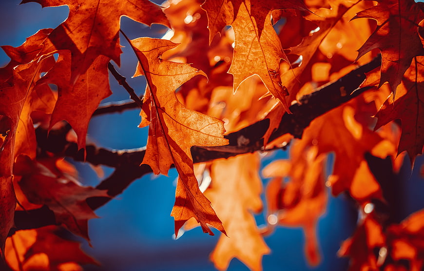 Backlit Orange Autumn Oak Leaves Against Blue Sky