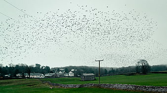 Massive flock of starlings murmuration over rural green landscape