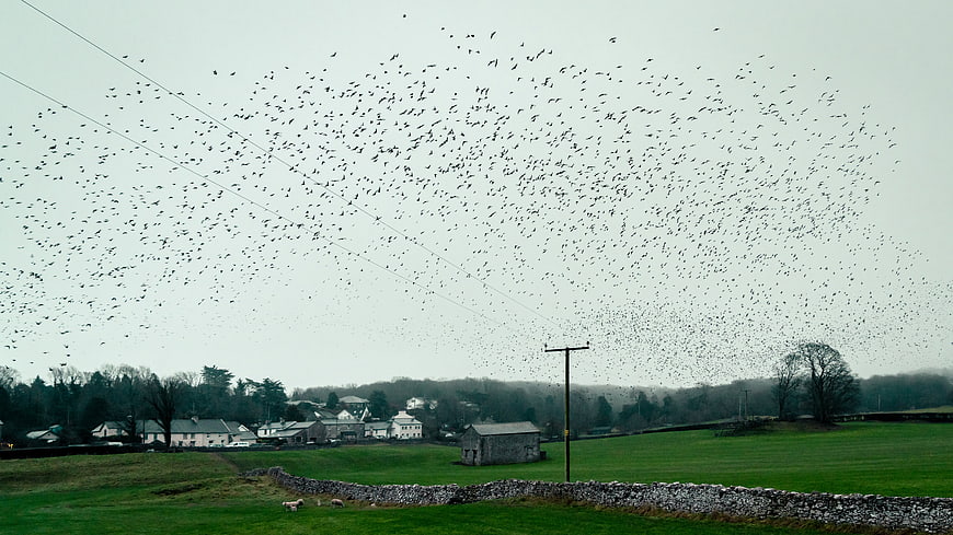 Massive flock of starlings murmuration over rural green landscape