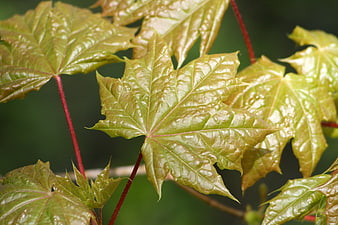 Close-up of fresh green maple leaves with red stems