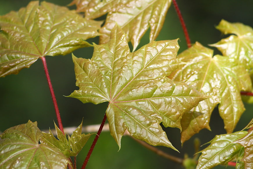 Close-up of fresh green maple leaves with red stems