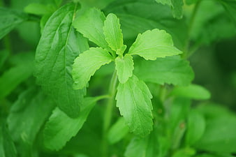 Close-up of fresh green stevia leaves on a plant stem