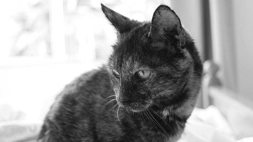 Black and white portrait of a tortoiseshell cat looking away