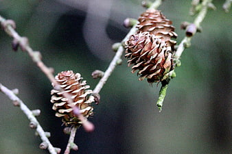 Close-up of brown pine cones on a branch with blurred background