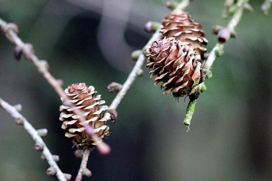 Close-up of brown pine cones on a branch with blurred background