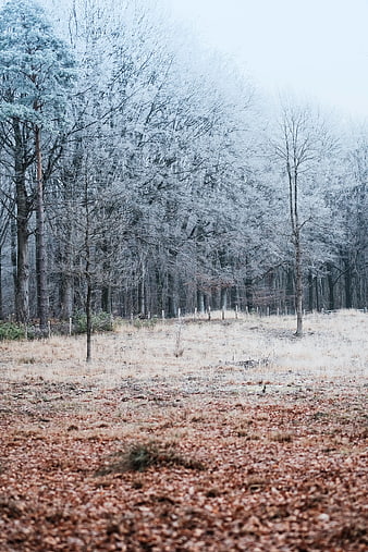 Frosty Winter Forest Landscape with Frozen Trees