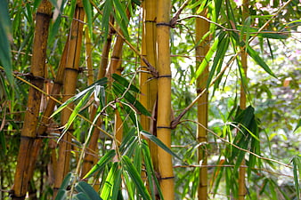 Golden Bamboo Stalks And Green Leaves In Tropical Forest
