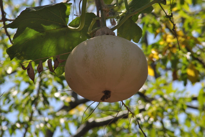White pumpkin hanging from vine in garden