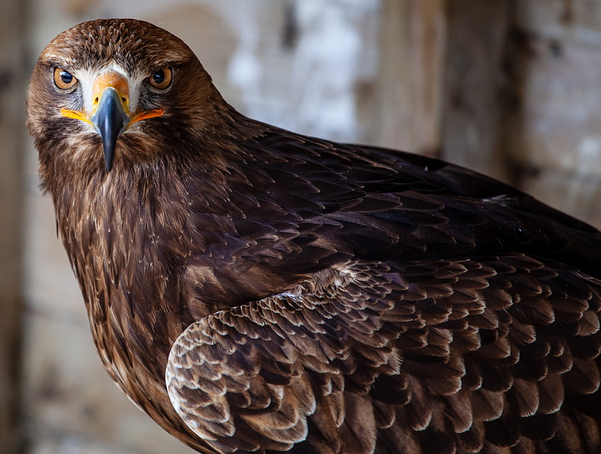Close-up portrait of a golden eagle with sharp eyes