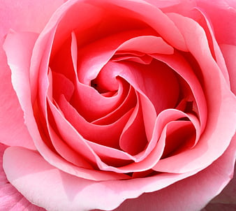 Close-up of a vibrant pink rose with swirling petals