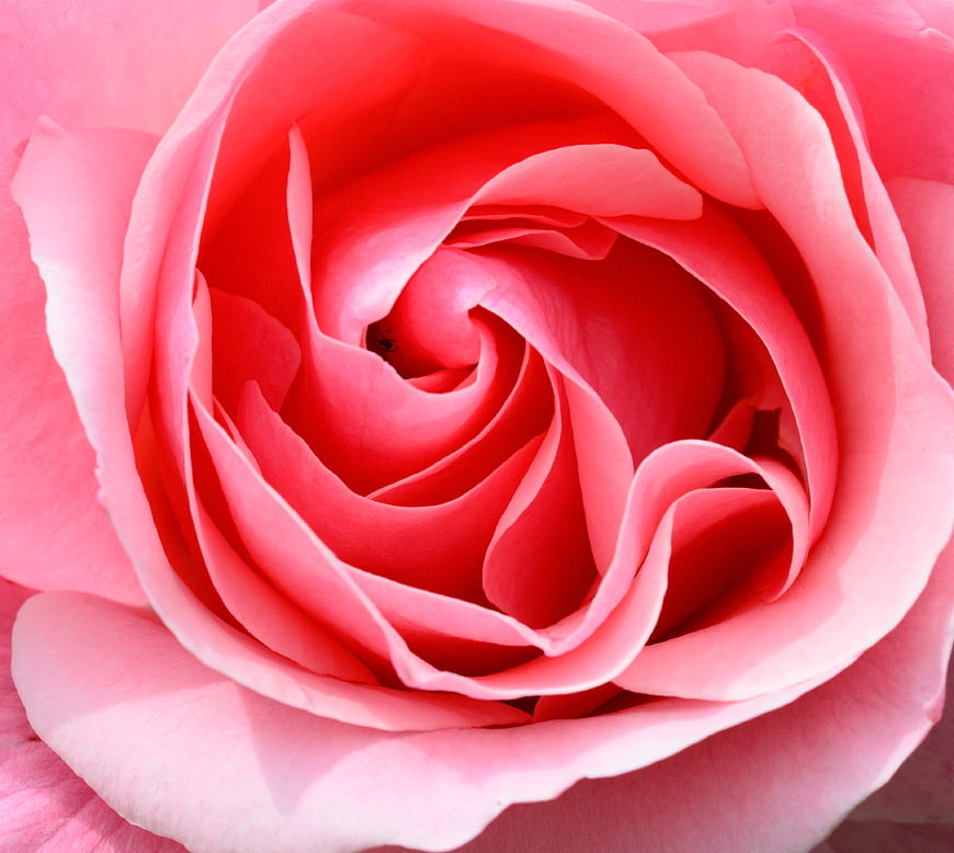 Close-up of a vibrant pink rose with swirling petals