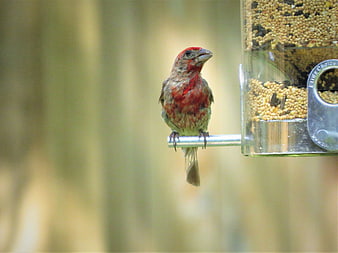 Male House Finch Perched on Bird Feeder