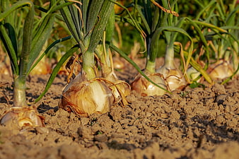 Ripe yellow onions growing in a dry agricultural field