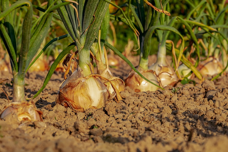 Ripe yellow onions growing in a dry agricultural field