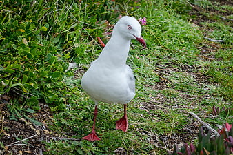 White seagull with red beak standing in green coastal vegetation