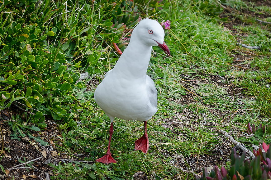 White seagull with red beak standing in green coastal vegetation