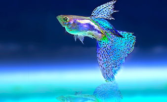 Vibrant Blue Guppy Fish Swimming in Aquarium