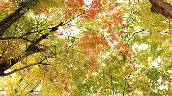 Autumn Maple Leaves Canopy Looking Up at Sky