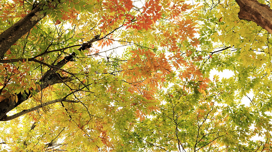 Autumn Maple Leaves Canopy Looking Up at Sky
