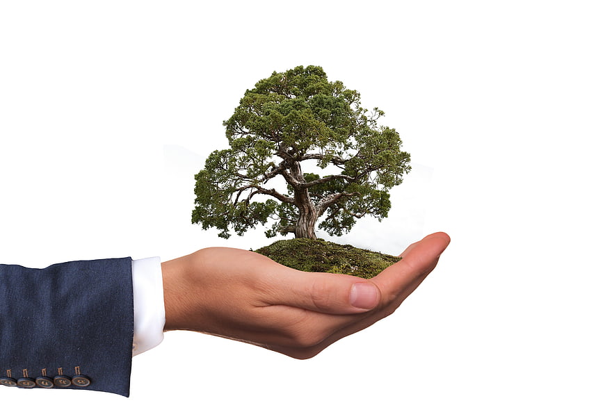 Hand holding miniature tree on white background
