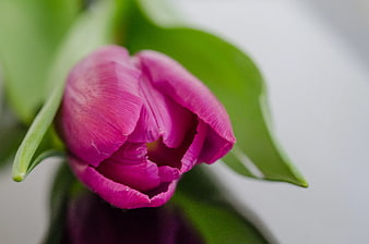 Close-up of vibrant pink tulip with green leaves