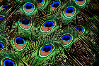 Close-up of vibrant iridescent peacock feathers pattern
