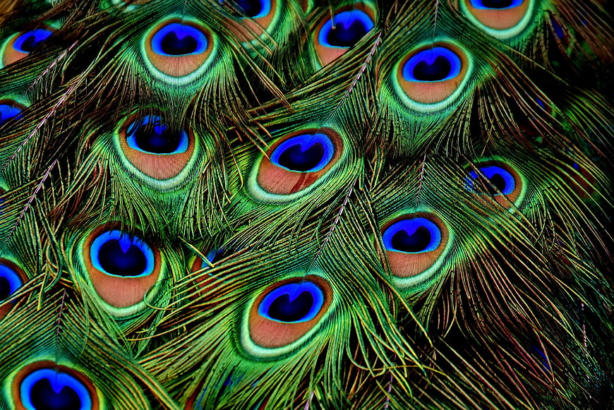 Close-up of vibrant iridescent peacock feathers pattern