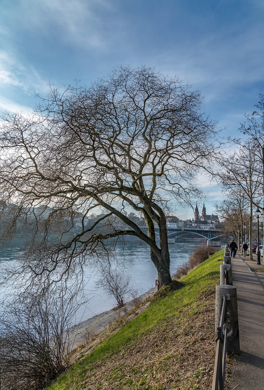 Bare tree by Rhine river with Basel skyline