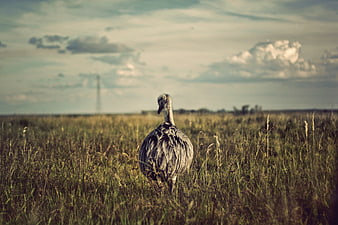 Ostrich standing in tall grass field with cloudy sky