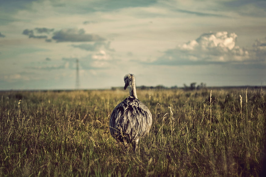 Ostrich standing in tall grass field with cloudy sky