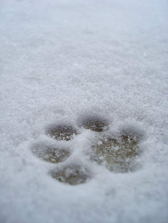 Animal Paw Print In Fresh Snow Close Up