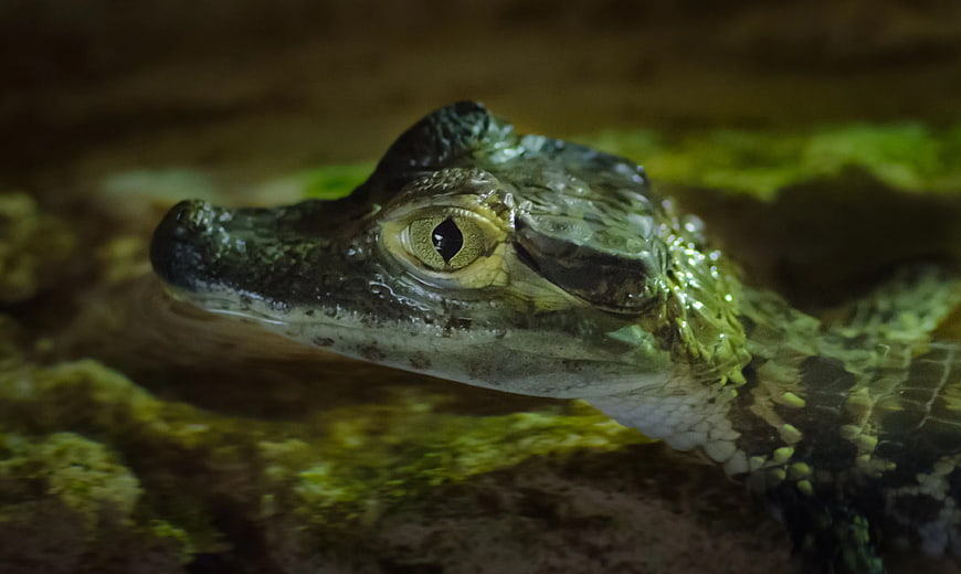 Close-up of Baby Alligator Eye in Water