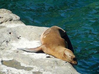 Sea Lion Resting on Rocky Shore by Blue Water