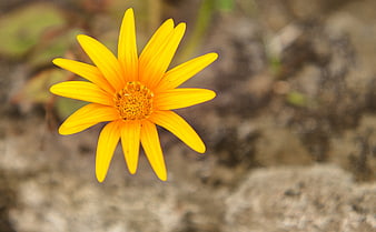 Vibrant Yellow Wildflower Close-Up on Blurred Background