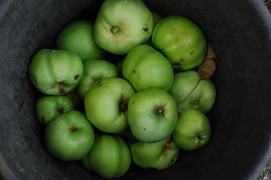 Fresh Green Guavas in a Dark Bucket